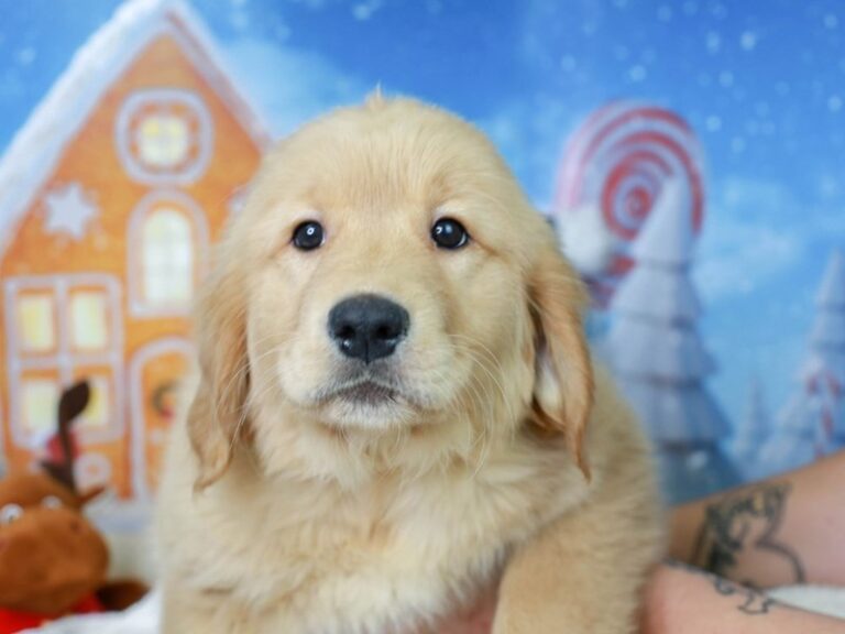 Golden Retriever