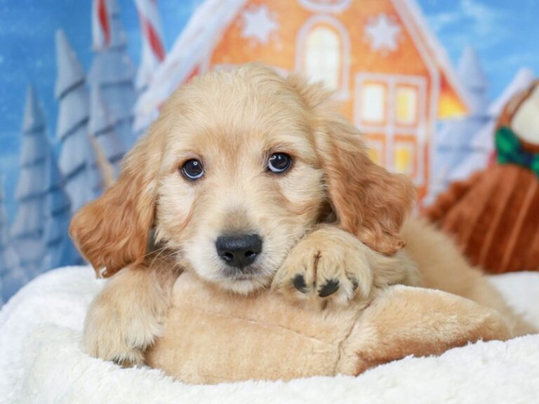 Mini Goldendoodle