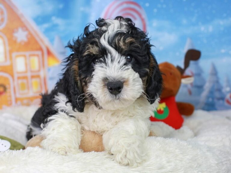 Mini Bernedoodle