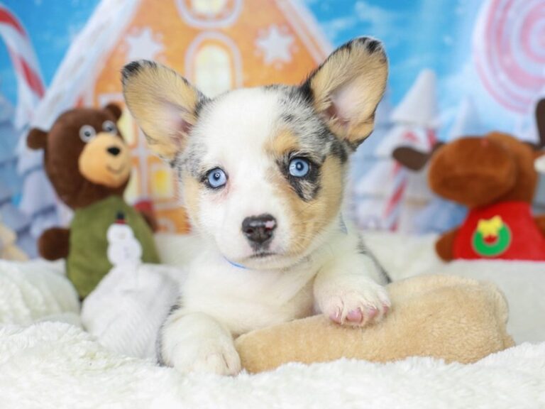 Pembroke Welsh Corgi