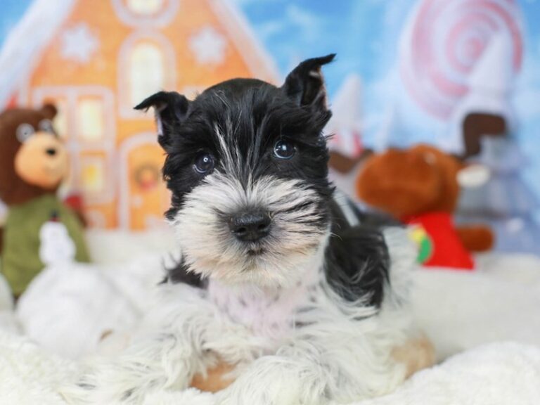 Mini Schnauzer