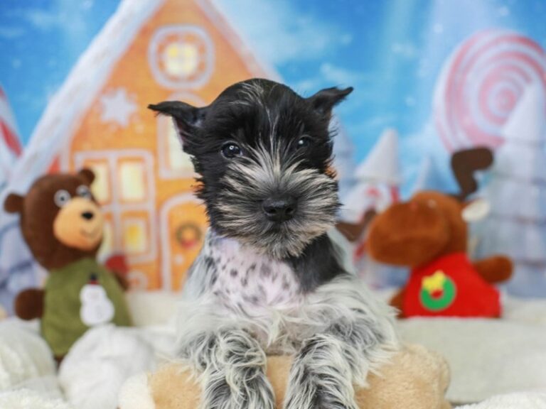 Mini Schnauzer