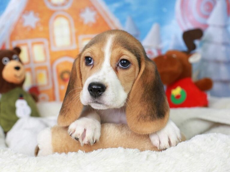 Beagle