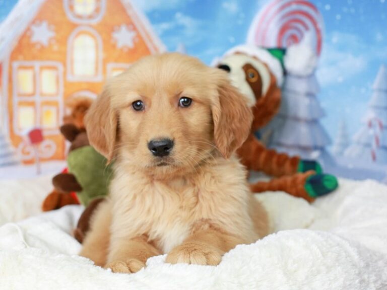 Golden Retriever