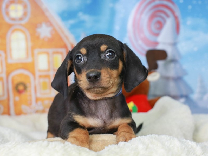 Chiweenie-Male--2927460-Animal Kingdom | Puppies N Love