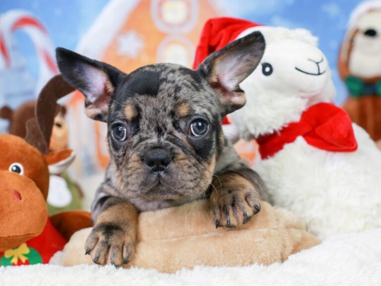 French Bulldog