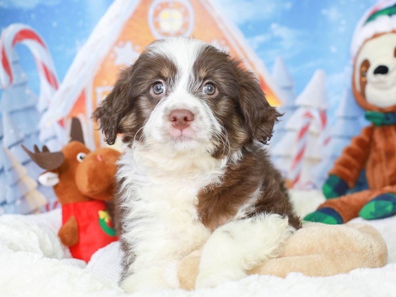 Mini Aussie Poo-Male--2927452-Animal Kingdom | Puppies N Love