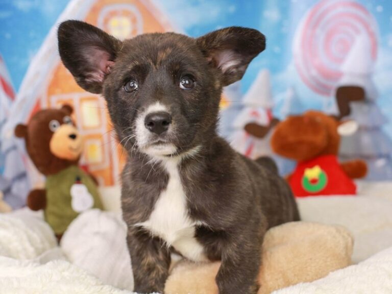 Pembroke Welsh Corgi