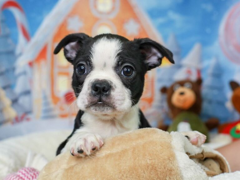 Boston Terrier
