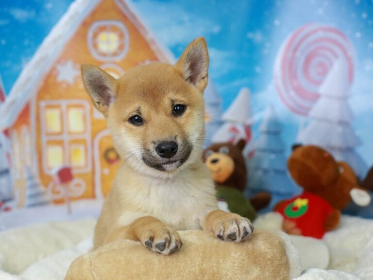 Shiba Inu