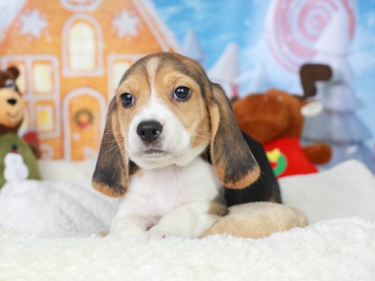 Beagle
