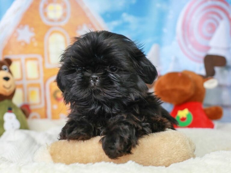 Shih Tzu