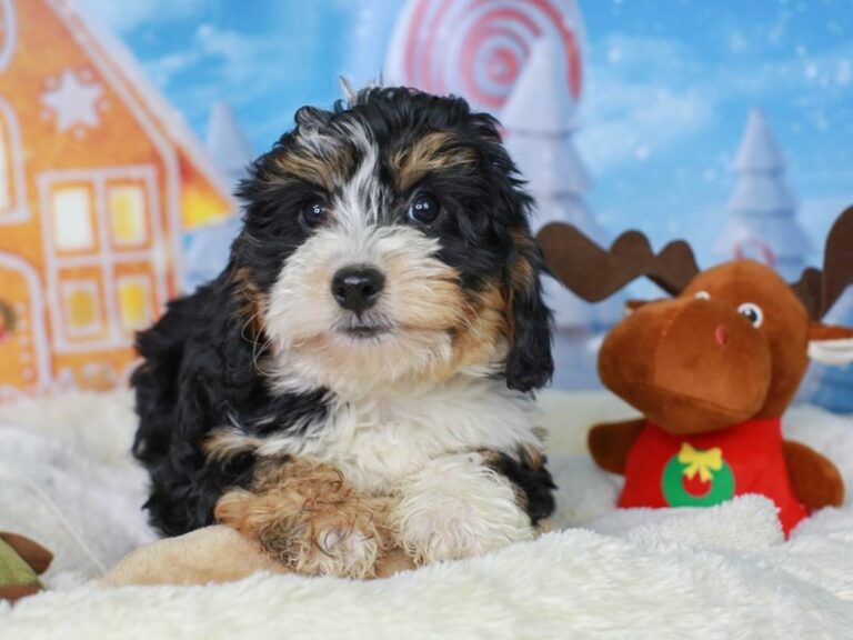 Mini Bernedoodle