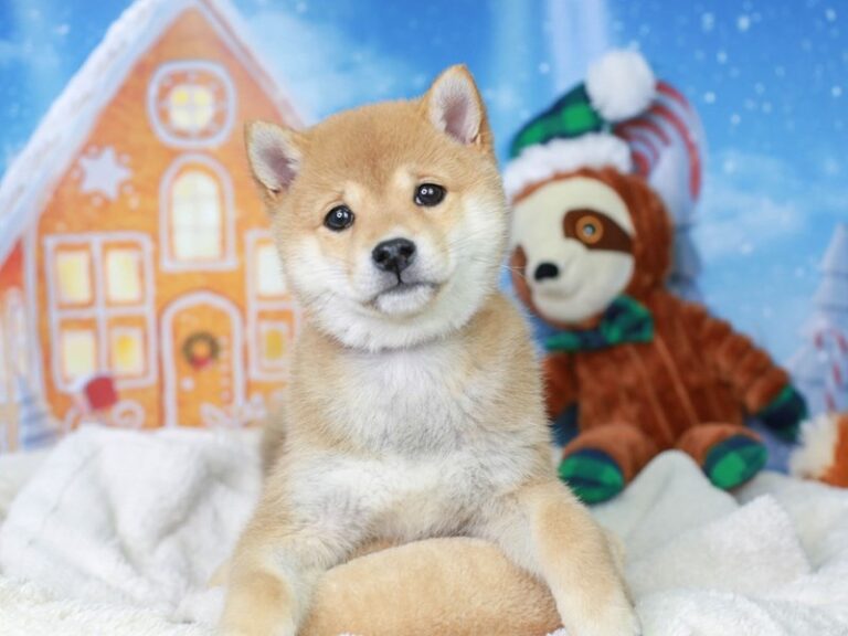 Shiba Inu