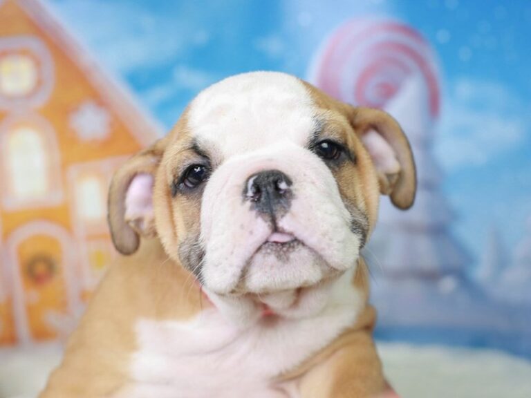 English Bulldog