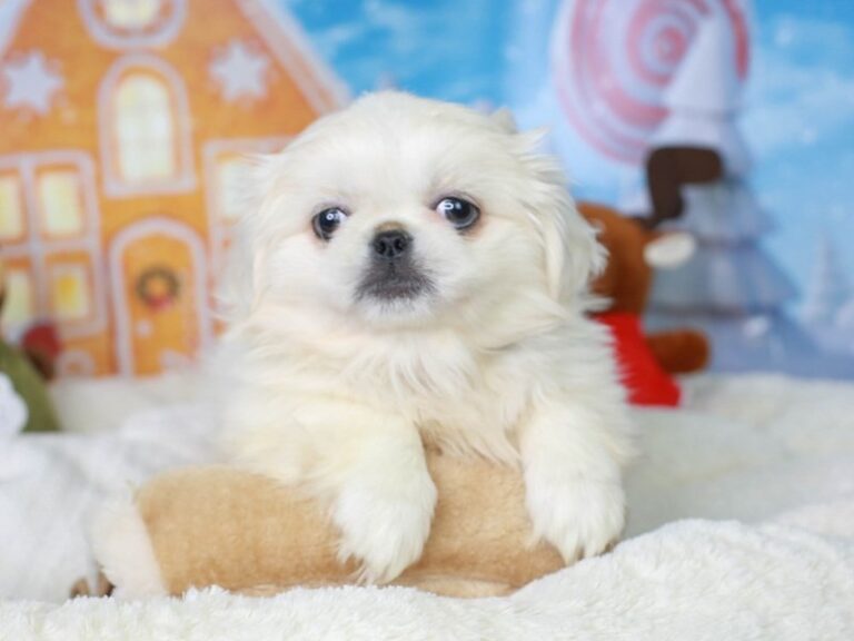 Pekingese