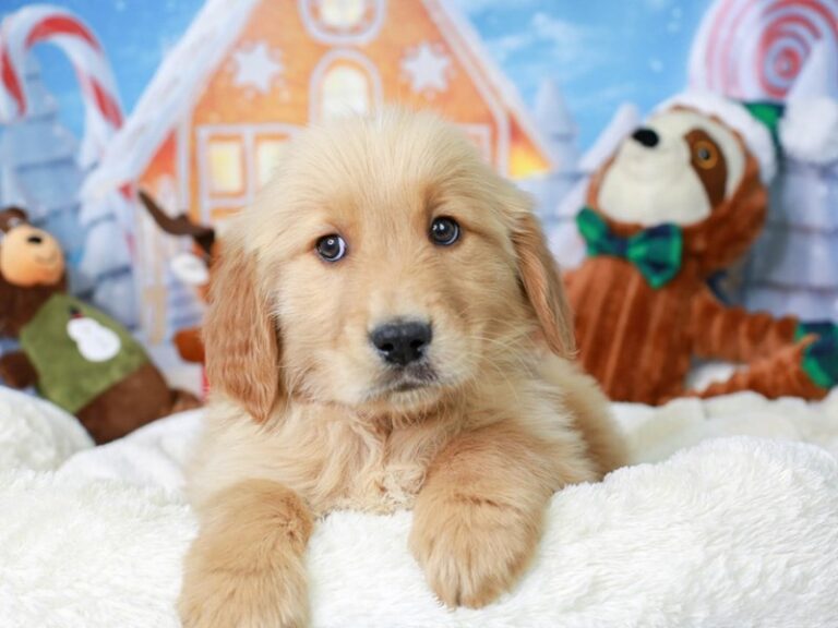 Golden Retriever