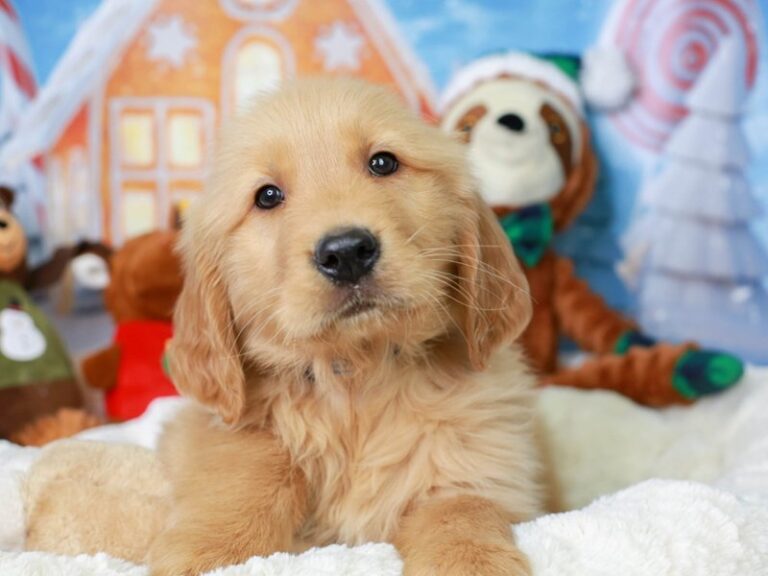 Golden Retriever