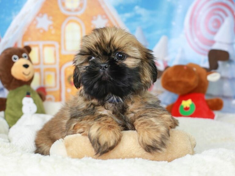 Shih Tzu