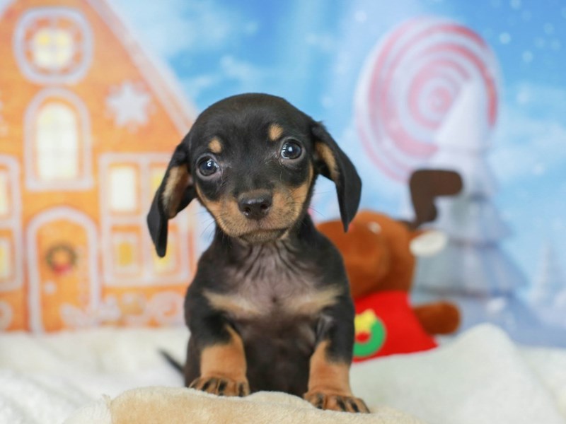 Chiweenie for best sale sale