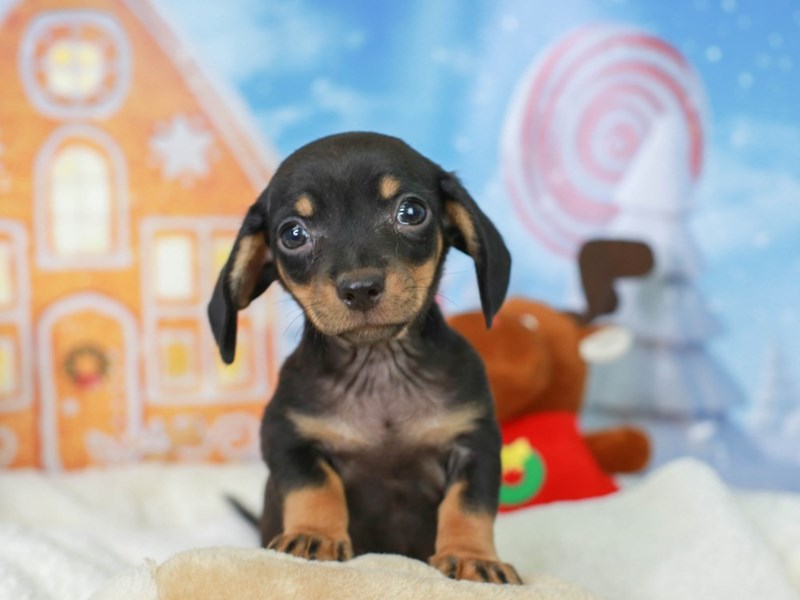 Chiweenie-Male--2927461-Animal Kingdom | Puppies N Love