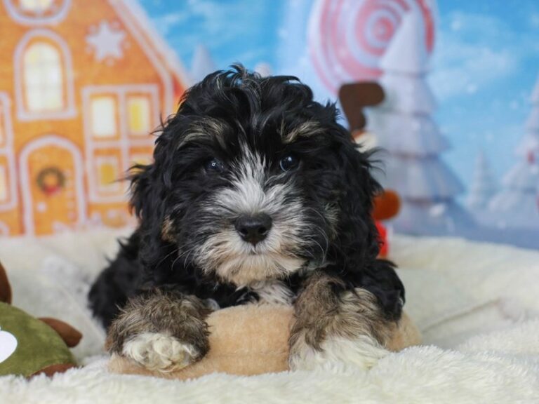 Mini Bernedoodle
