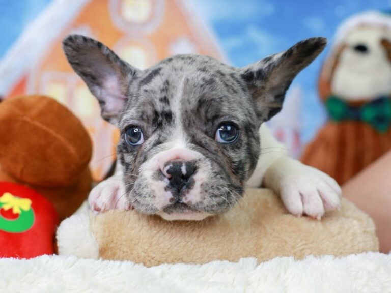 French Bulldog