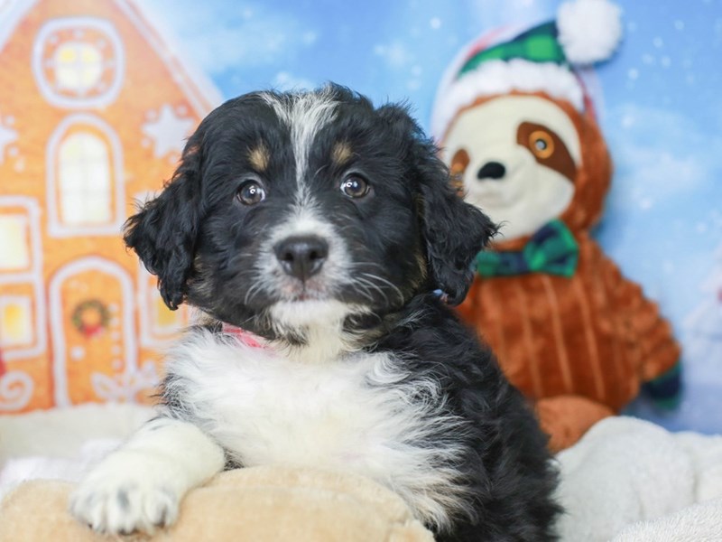 Mini Aussie Poo-Male--2927449-Animal Kingdom | Puppies N Love