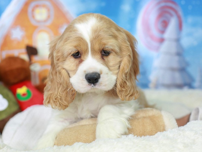 Cockalier-Male--2927794-Animal Kingdom | Puppies N Love