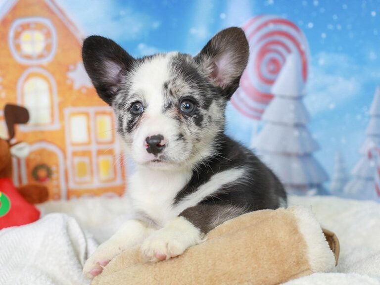 Pembroke Welsh Corgi