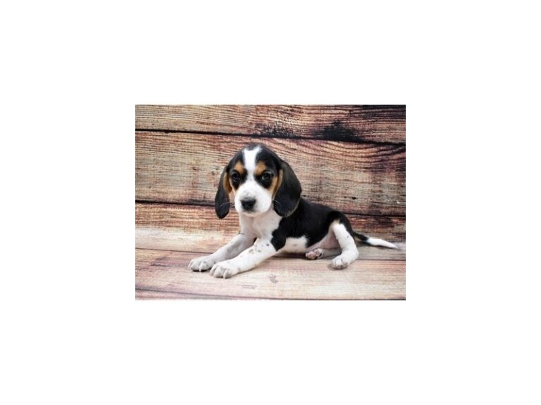 Beagle