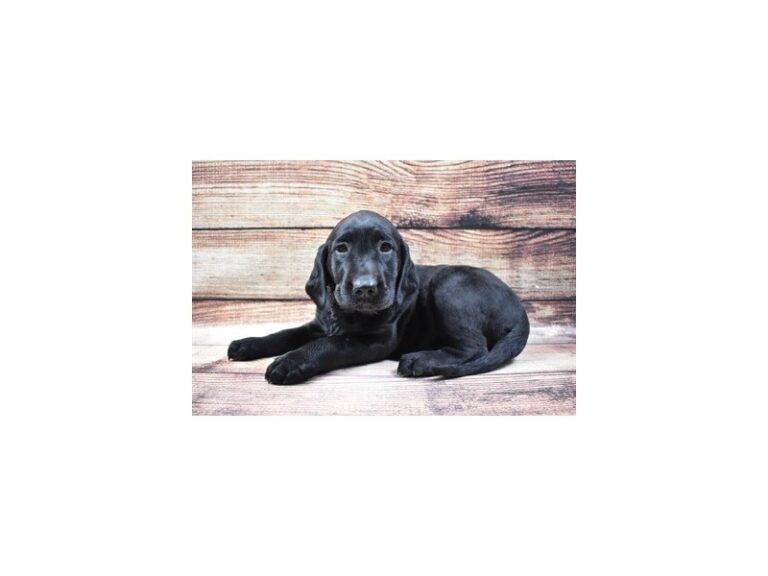 Labrador Retriever