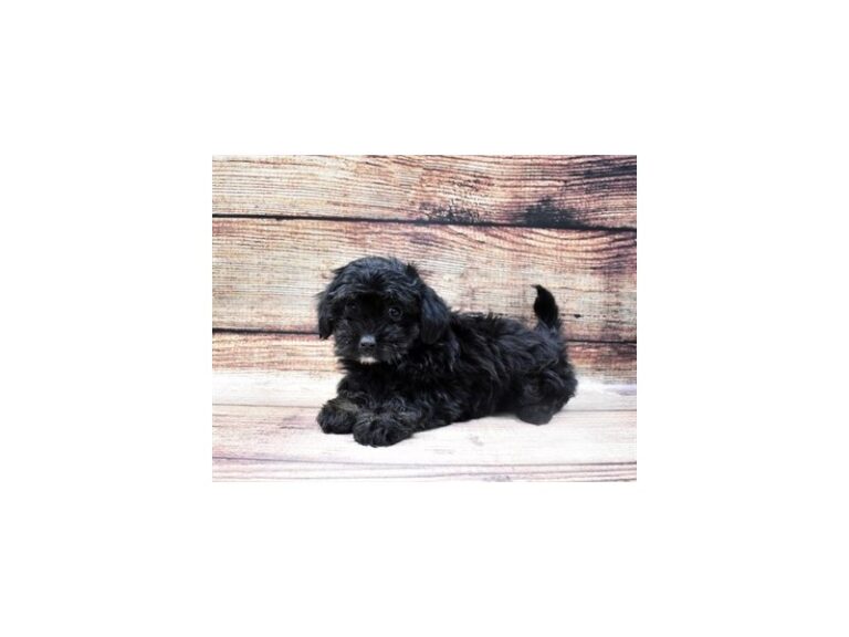 Lhasa Poo