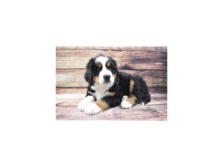 Bernese Mountain Dog
