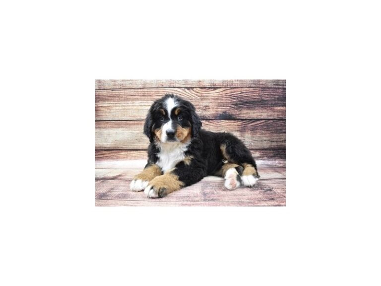 Bernese Mountain Dog
