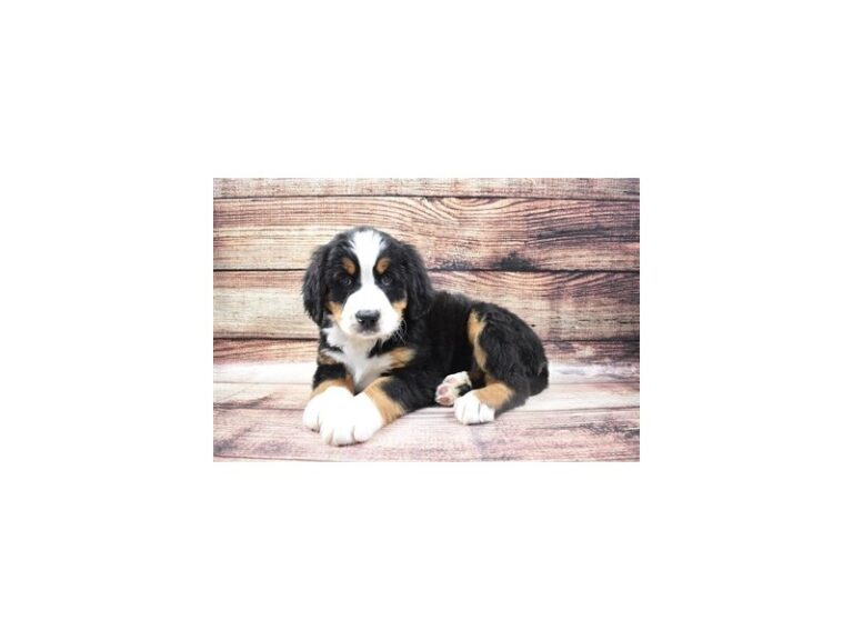 Bernese Mountain Dog