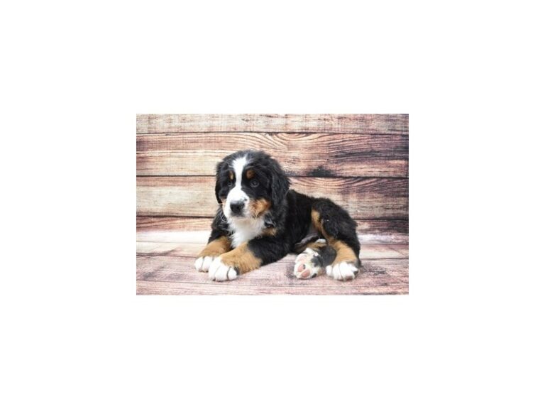Bernese Mountain Dog