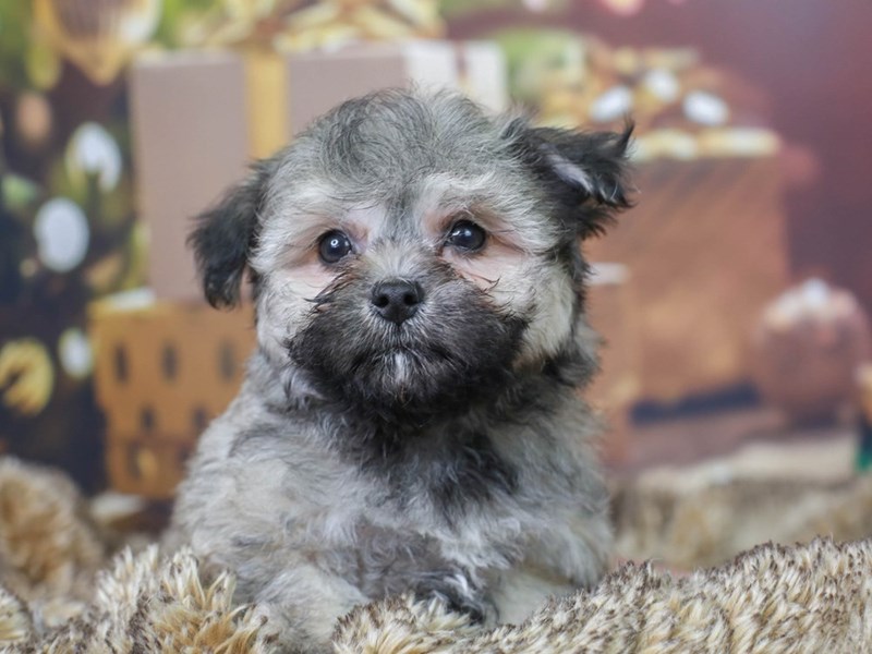 Malti Poo-Male--2935147-Animal Kingdom | Puppies N Love