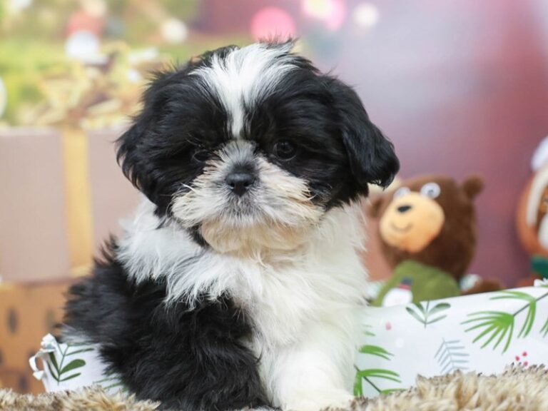 Shih Tzu