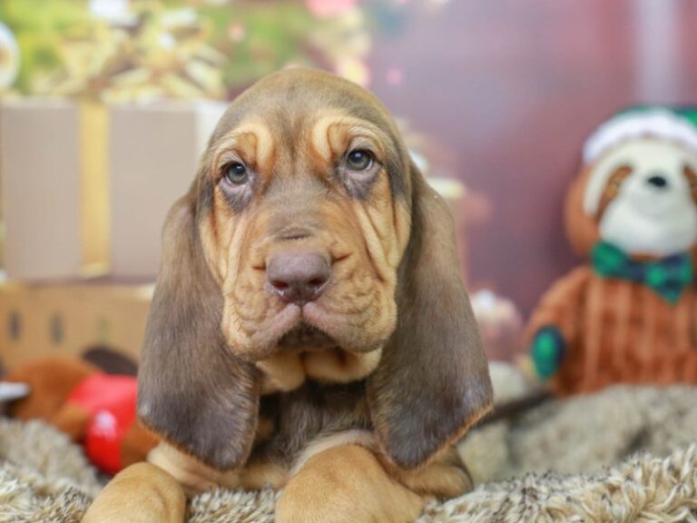 Bloodhound