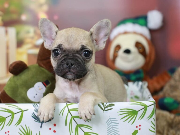 French Bulldog