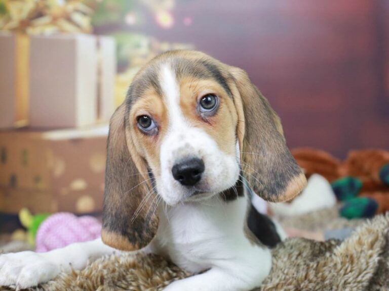 Beagle