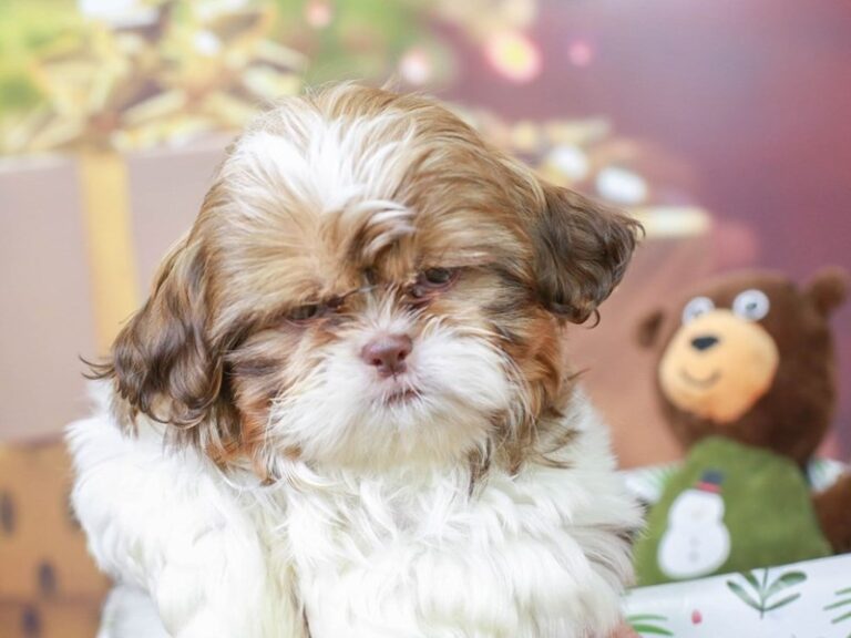 Shih Tzu