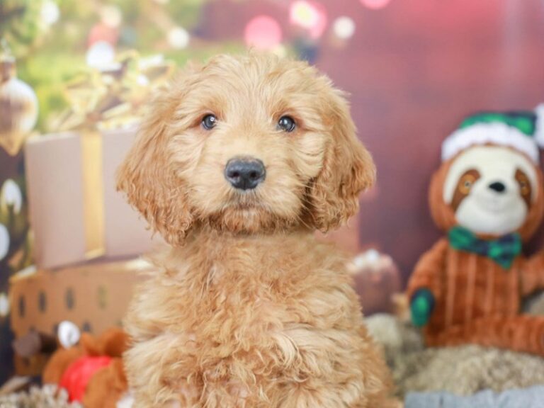 Mini Goldendoodle