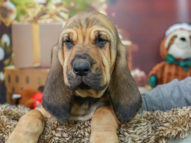 Bloodhound
