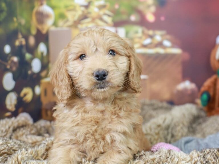 Mini Goldendoodle