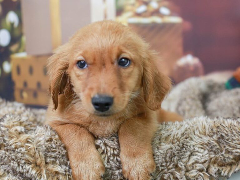 Mini Goldendoodle