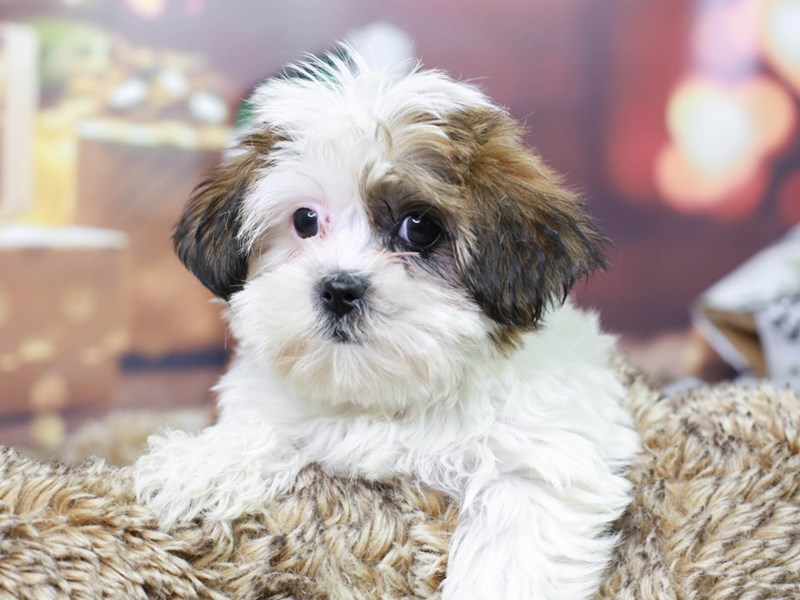 Shorkie-Male--2935258-Animal Kingdom | Puppies N Love