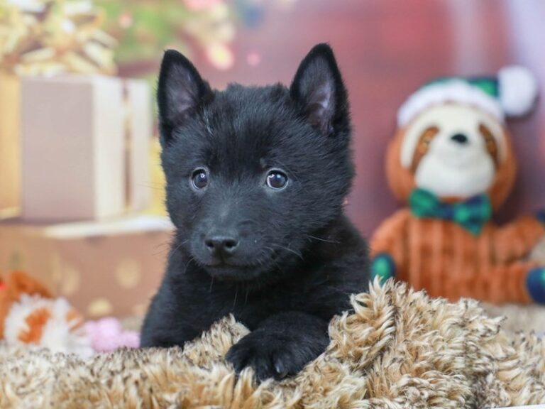 Schipperke