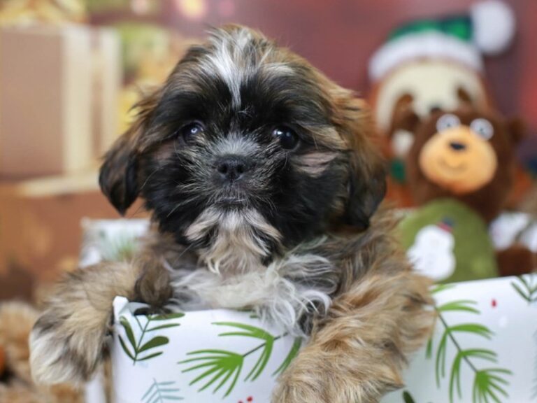 Shih Tzu